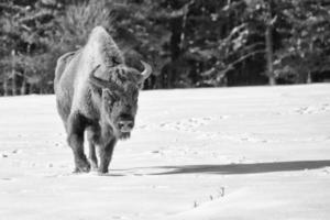 european bison on snow photo