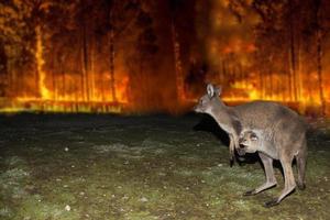 canguro escapando de un incendio forestal en australia foto