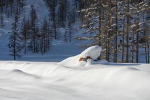 Snowmobile covered by snow photo