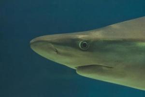 shark in aquarium photo