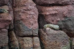 sea lion seals relaxing in baja california photo