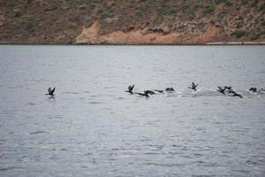 cormorants while flying photo