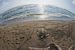 Green Turtle on sandy beach photo