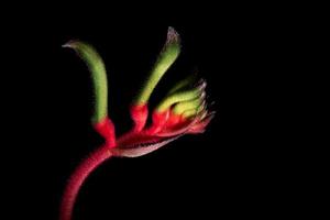 canguro pow flor oeste de australia foto