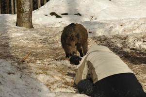 A photographer with wild pork on the snow background photo