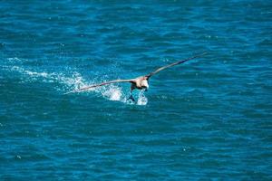 patagonia petrel bird while flying photo