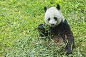 giant panda while eating bamboo portrait photo