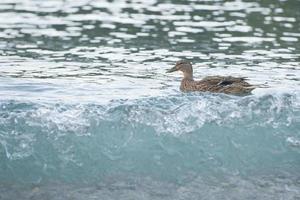wild duck on the shore photo