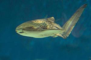 leopard shark in aquarium photo