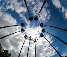 A group of tall palm trees, gathering around in the circle with cloudy sky at the background. photo