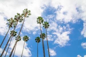 A group of tall palm trees, gathering around in the circle with cloudy sky at the background. photo