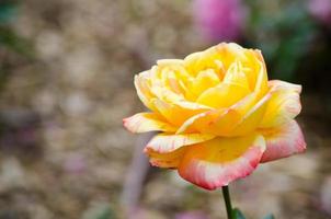 un hermosa amarillo rosado híbrido Rosa flor a un botánico jardín. foto