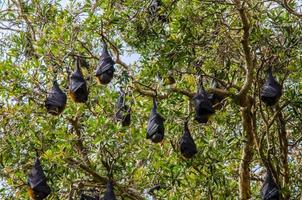 murciélagos dormido al revés abajo en el manojo de arboles foto