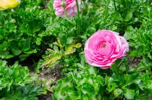 Lovely pink beautiful rose flower with green leaves in the garden. photo