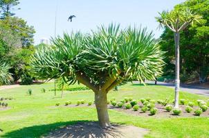 Green beautiful Dragon tree at a tropical botanical garden. photo