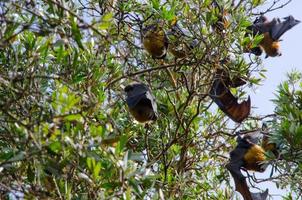 Bats sleeping upside down on the bunch of trees. photo