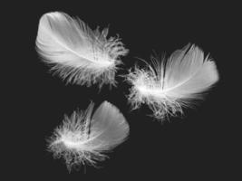 White fluffy bird feather on a black background. The texture of a delicate feather. soft focus photo