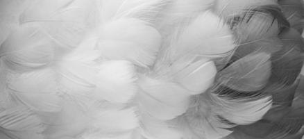 White, Black fluffy bird feathers. Beautiful fog. Message to the angel. Banner. Texture of delicate feathers Soft focus photo