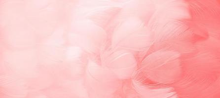 Pink fluffy bird feathers. Beautiful fog. A message to the angel. Banner. The texture of delicate feathers. soft focus photo
