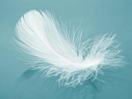 White fluffy bird feather on a blue background. The texture of a delicate feather. soft focus photo