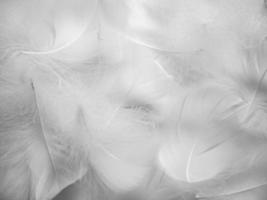 White fluffy bird feathers. Beautiful fog. A message to the angel. The texture of delicate feathers. soft focus photo