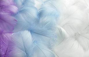 soft focus. Colorful fluffy feathers in pastel shades. A message to the angel. Banner of a bunch of delicate soft feathers photo