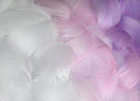 soft focus. Colorful fluffy feathers in pastel shades. A message to the angel. Banner of bunch of delicate soft feathers photo