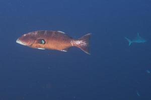 colorful grouper isolated on blue and shark background photo