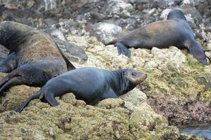 sea lion seals relaxing in baja california photo