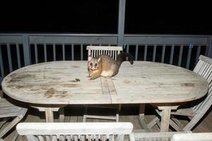 brush tailed possum raccoon in Kangaroo Island photo