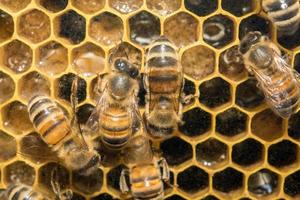 bees inside beehive macro close up photo