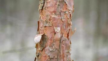 Nahansicht Schuss von Baum Rinde video