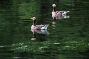 A view of some Geese photo