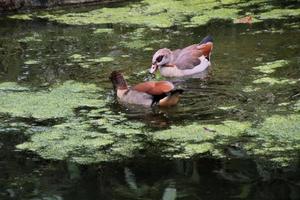 A view of some Geese photo