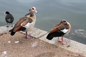 A view of some Geese photo