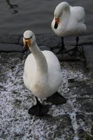 A view of a Whooper Swan in Reykjavik in Iceland photo