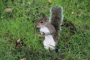 una vista de una ardilla gris foto