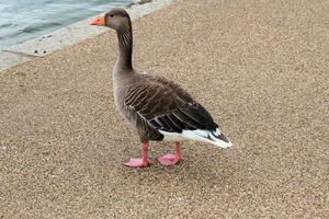 A view of some Geese photo
