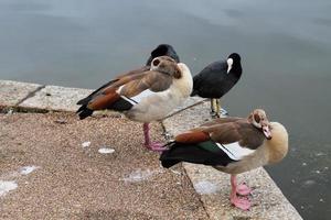 A view of some Geese photo