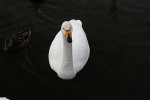 A view of a Whooper Swan in Reykjavik in Iceland photo