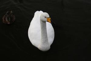 A view of a Whooper Swan in Reykjavik in Iceland photo