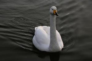 un ver de un chillón cisne en Reikiavik en Islandia foto