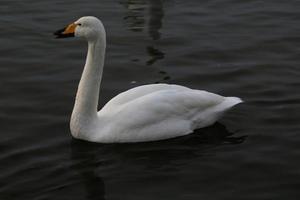 A view of a Whooper Swan in Reykjavik in Iceland photo