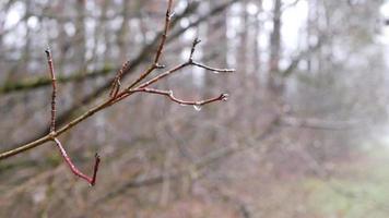 Branches without leaves with raindrops in bokeh style video