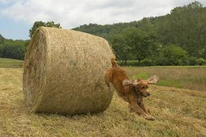 English cocker spaniel while jumping from wheat ball photo