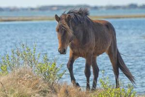 Assateague horse wild pony photo