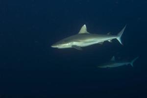 Grey shark jaws ready to attack underwater close up portrait photo