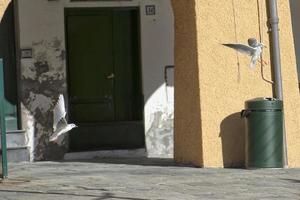 Seagull chase in portofino photo