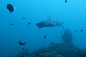 White tip Shark photo