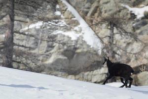 Chamois deer in the snow background photo